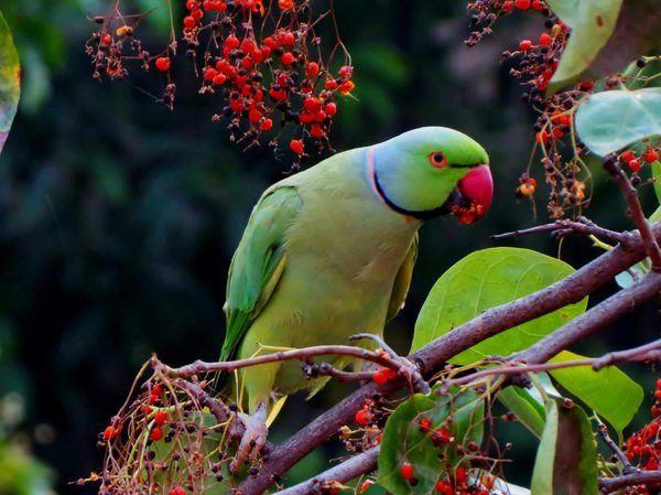 How to Implement a Custom Flight Training Regimen for Parakeets?